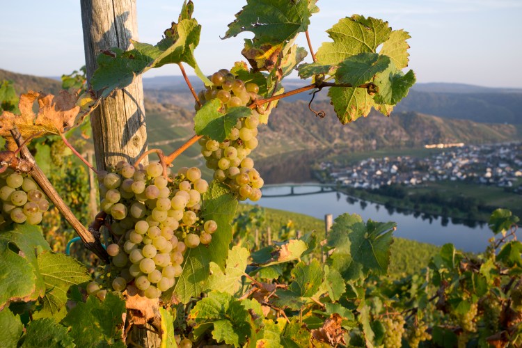 Riesling grapes on the vine with a village and river in the background.