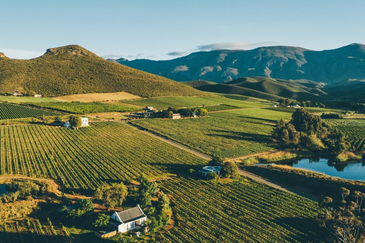 Aerial view of vineyards in Robertson, South Africa at sunset.