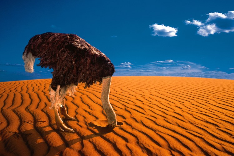 Ostrich with its head buried in the sand.
