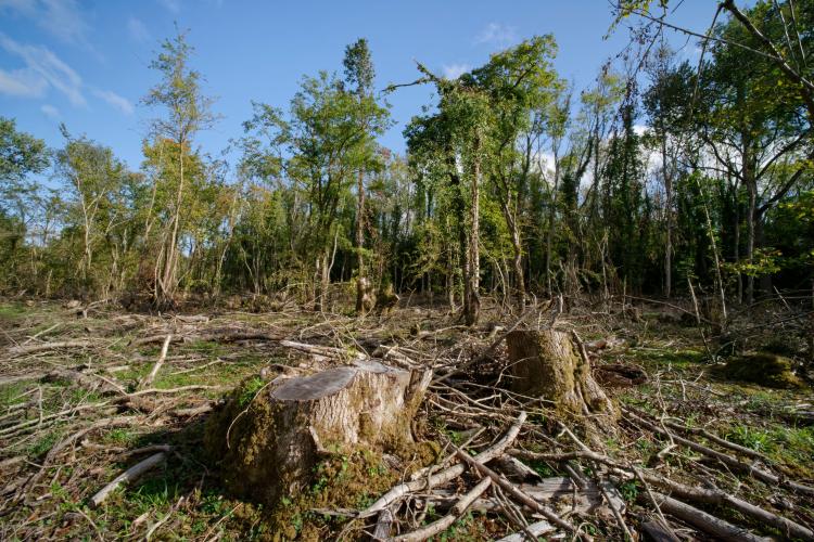 Ash trees killed by ash dieback disease in Gloucestershire