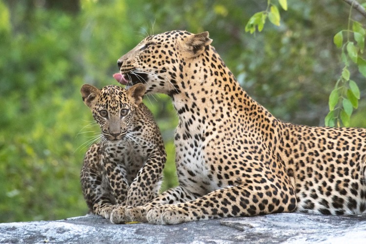 Leopard mother grooming her cub.