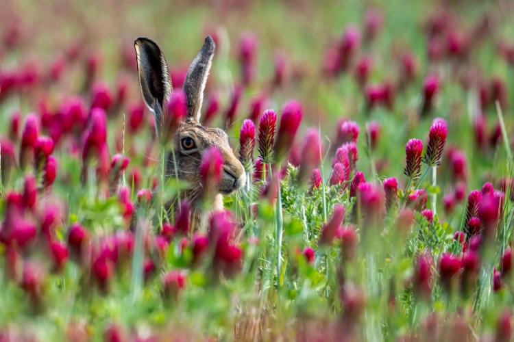 Hare peeking from crimson clover.