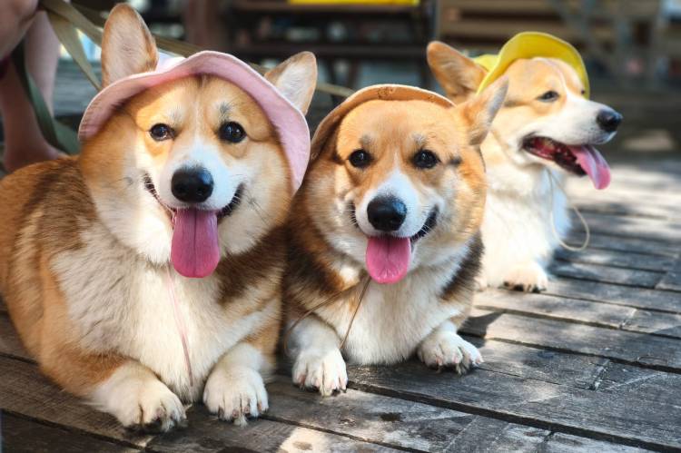 Three corgis wearing hats sit on a wooden surface.
